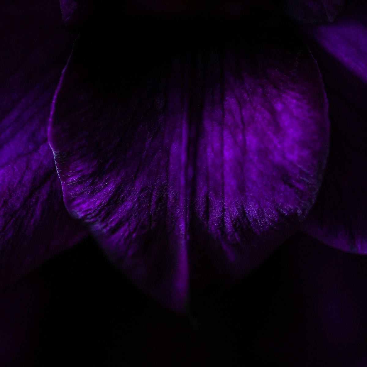 The petal of an iris seen very close, violet in the dark