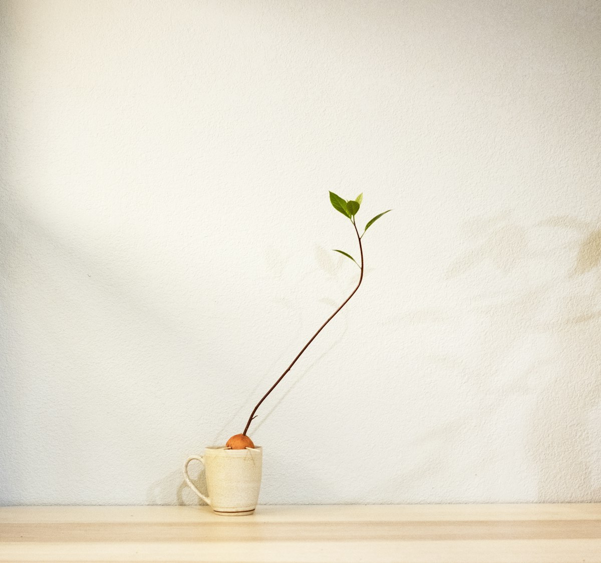 A small cream cup with a seedling growing out of it